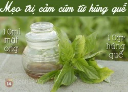 Trị cảm cúm với bí kíp siêu tốc từ húng quế