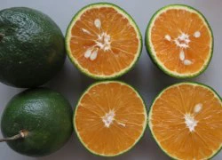 Vitamin C có thể giúp giảm nguy cơ đột quỵ