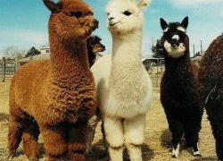 Xinh xinh, yêu yêu là 'bé' lạc đà Alpaca