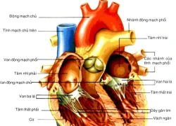 15 căn bệnh nguy hiểm nhất ai cũng cần biết để mà tránh