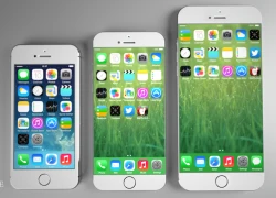 Apple chỉ ra mắt một phiên bản iPhone 6 màn hình lớn