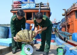 Bị phạt 80 triệu đồng vì khai thác sò tai tượng trái phép