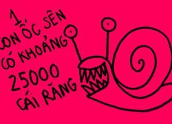 Fun facts: Ốc sên có hơn hai nghìn cái răng