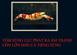 Fun Facts: Tôm 'bắn súng'