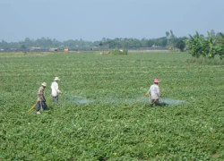 Không còn bán lá khoai lang non cho thương lái Trung Quốc