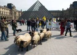 Nông dân Pháp lùa cừu chiếm bảo tàng Louvre