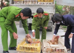 Phê duyệt kế hoạch ứng phó khẩn cấp với cúm gia cầm