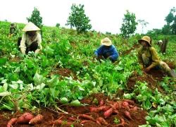 Vì sao thương lái Trung Quốc chỉ "lừa" tại Việt Nam?