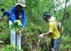 Việt Nam - Nhật Bản chung tay trồng rừng