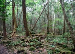 Aokigahara - Nơi hoàn hảo để tự sát