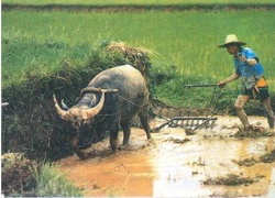 Bài văn hài 'bá đạo': Tả bác nông dân