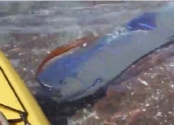 Cá oarfish xuất hiện ở Mexico