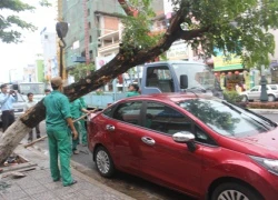 Đà Nẵng: Cây xanh bỗng dưng bật gốc đè lên xế hộp