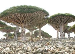 Đến đảo Socotra ngắm những loài cây lạ