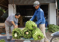 Giá tăng cao, bán cả chuối non