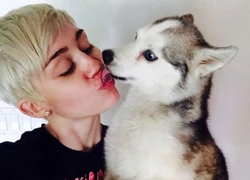 Miley khóc trên sân khấu vì chó cưng vừa qua đời