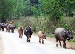 Đường mới Mường Lát, Sài Khao