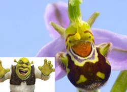 Phát hiện loài hoa 'sinh đôi' với quái vật Shrek