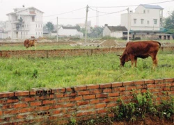 Trưởng ban giải phóng mặt bằng bán đất trên giấy