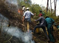 Cháy rừng thông trong ngày rằm