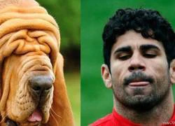 Khi Diego Costa giống... cún cưng