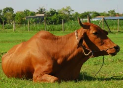 Tạ lễ bằng 'bò'