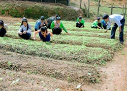 Trường bán trú làm... "trang trại"