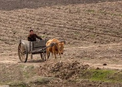 Bị hạn nghiêm trọng, Triều Tiên nguy cơ rơi vào nạn đói