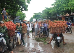 Điêu đứng vì vải... được mùa