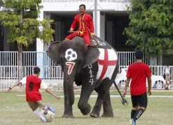 Hài hước với World Cup... voi ở Thái Lan