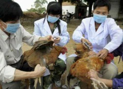 Nguy cơ lây truyền virus cúm A/H5N1 sang người