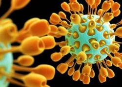 Tìm ra chất kháng coronavirus - bệnh lý về đường hô hấp