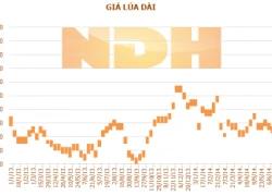 Tuần 13-19/6: Giá lúa gạo tại ĐBSCL giảm nhẹ