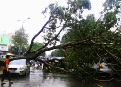 Vào mùa mưa bão, cây cối liên tiếp "dọa" người đi đường