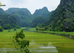 Về Tam Cốc mùa lúa