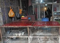 Virus H7N9 có thể tấn công Việt Nam và một số nước châu Á