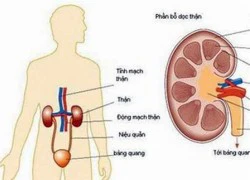 Bổ thận giúp tăng cường công năng sinh dục