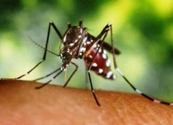 Chống bệnh sốt dengue bằng muỗi biến đổi gien