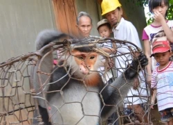 Nông dân chờ bàn giao voọc chà cá chân đen quý hiếm