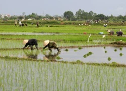 Nông dân Hà Nội chán nghề nông, người ngoại tỉnh "chớp cơ hội"