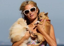 Paris Hilton gợi cảm trên bãi biển cùng đàn chó cưng