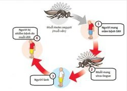 Phân biệt nhanh 'sốt xuất huyết' và 'sốt rét'