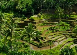 Ubud, ngôi làng yên bình và hiếu khách giữa Bali