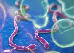 Các biện pháp phòng, chống bệnh do vi rút Ebola của Bộ Công an