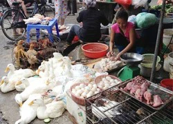 Cảnh báo: Cúm gia cầm H5N6 cực độc đe dọa ở Việt Nam