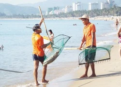 Chưa xác định nguyên nhân cầu gai cát xuất hiện bất thường