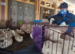 Cúm A/H5N6 nối dài danh sách cúm gia cầm nguy hiểm cho người