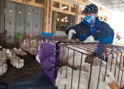 Cúm H5N6 nối dài danh sách cúm gia cầm nguy hiểm cho người