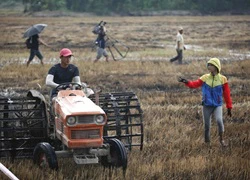 Dàn sao Cuộc đua kỳ thú cày đồng giữa trưa nắng mưa chiều