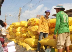 Khi nông dân không mặn mà với tiền hỗ trợ trồng lúa